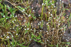 Eriocaulon eurypeplon